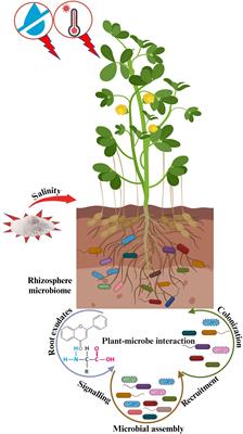 Exploring plant-microbe interactions in adapting to abiotic stress under climate change: a review